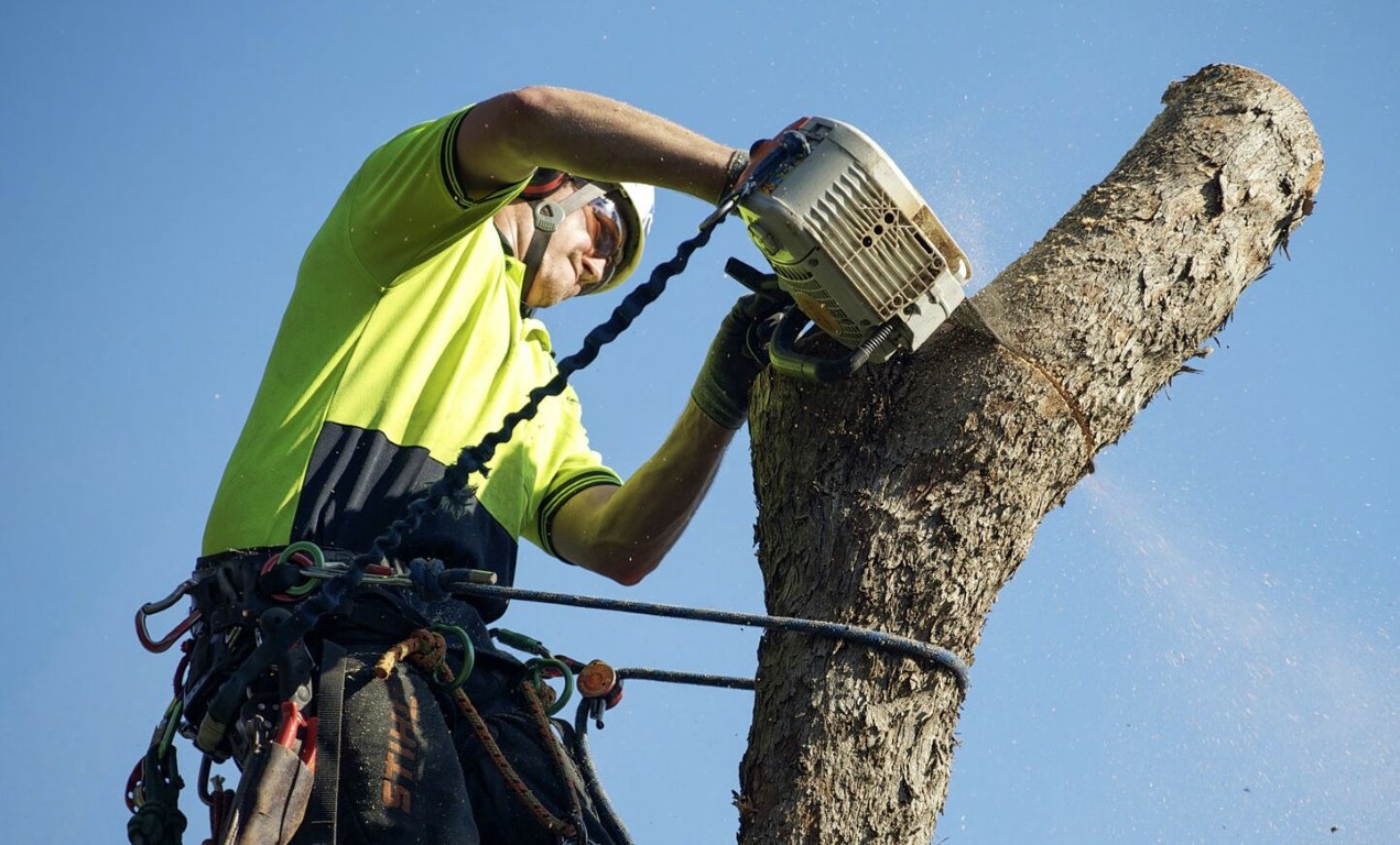 Professional tree service arborist trimming trees in Hoffman Estates, IL
