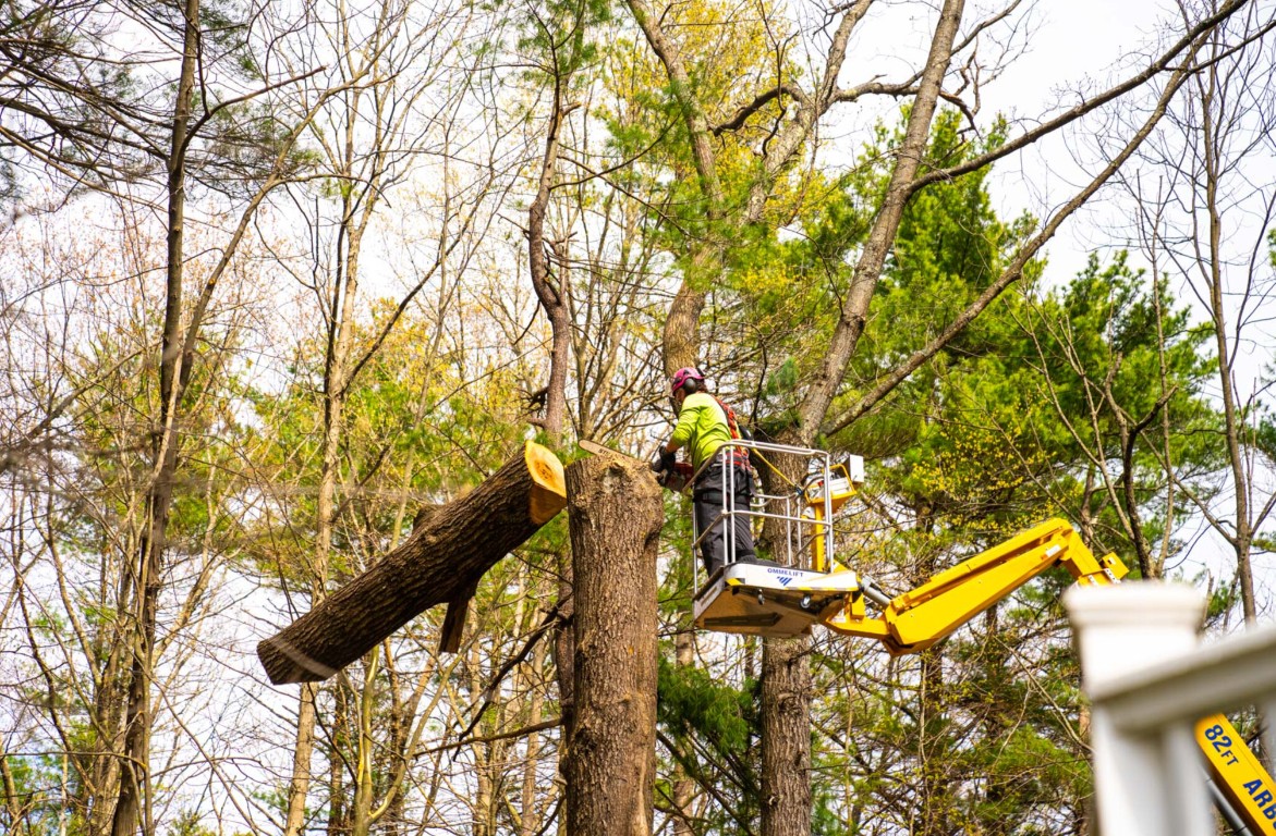 Crane-assisted tree removal for maximum safety in Hoffman Estates, IL